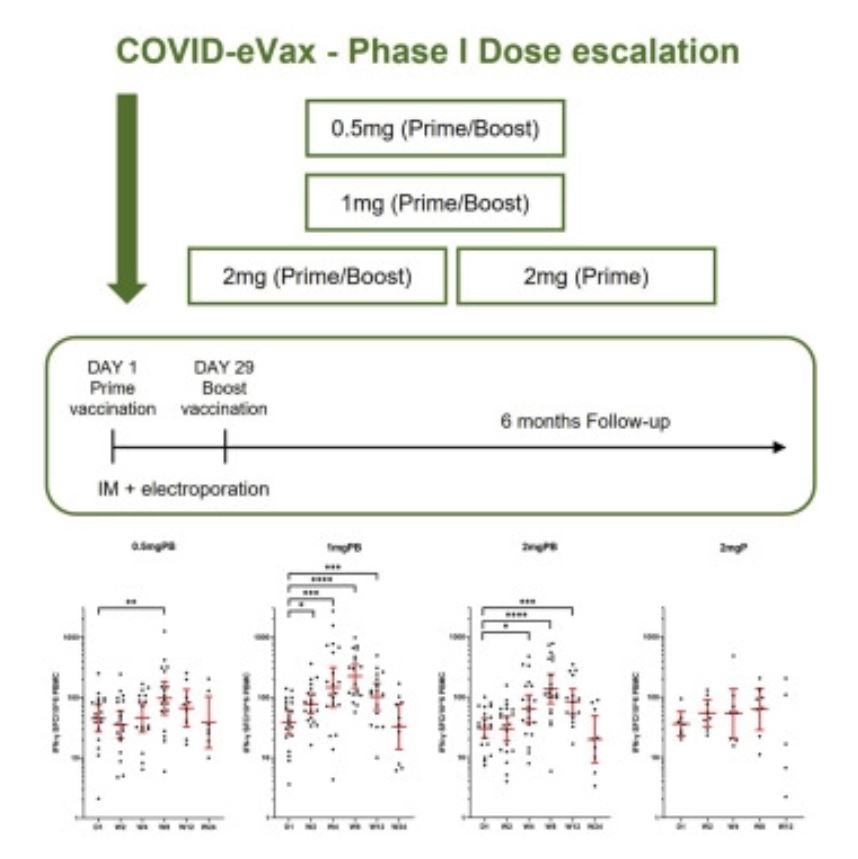 COVID-eVax PHASE 1 CLINICAL 