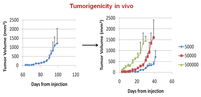tumorigenicity in vivo 650